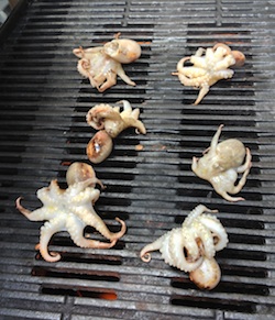 img-octopus